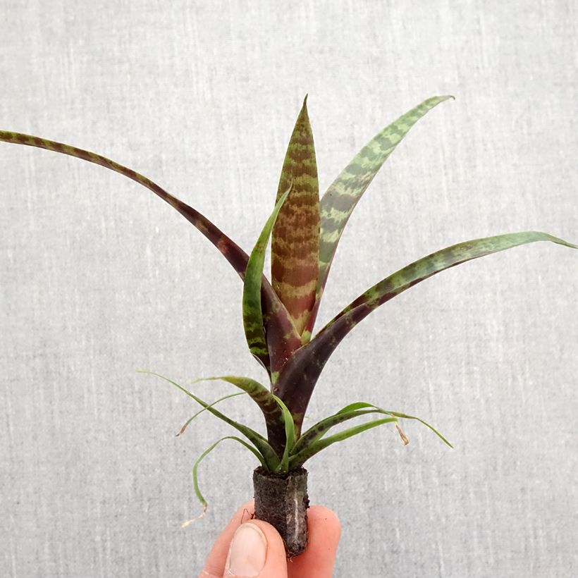 Example of Vriesea Favoriet Mini-plante as you get in printemps