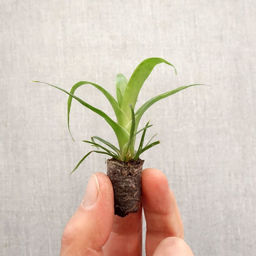 Example of Vriesea Kallisto Mini-plante as you get in printemps