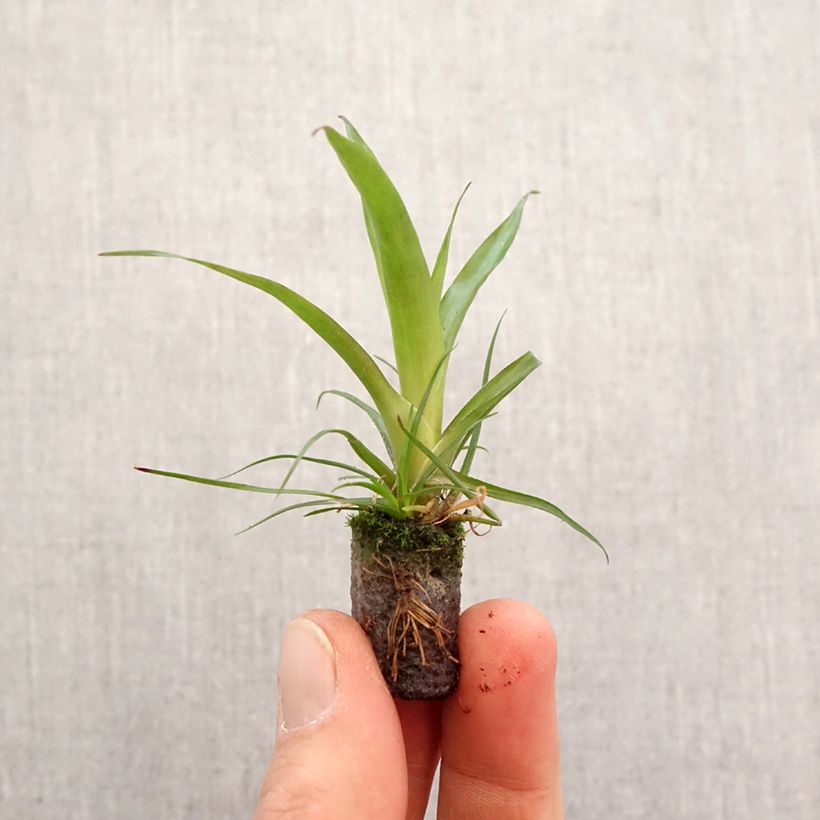 Example of Vriesea Madonna Mini-motte Ø 3/4 cm as you get in printemps