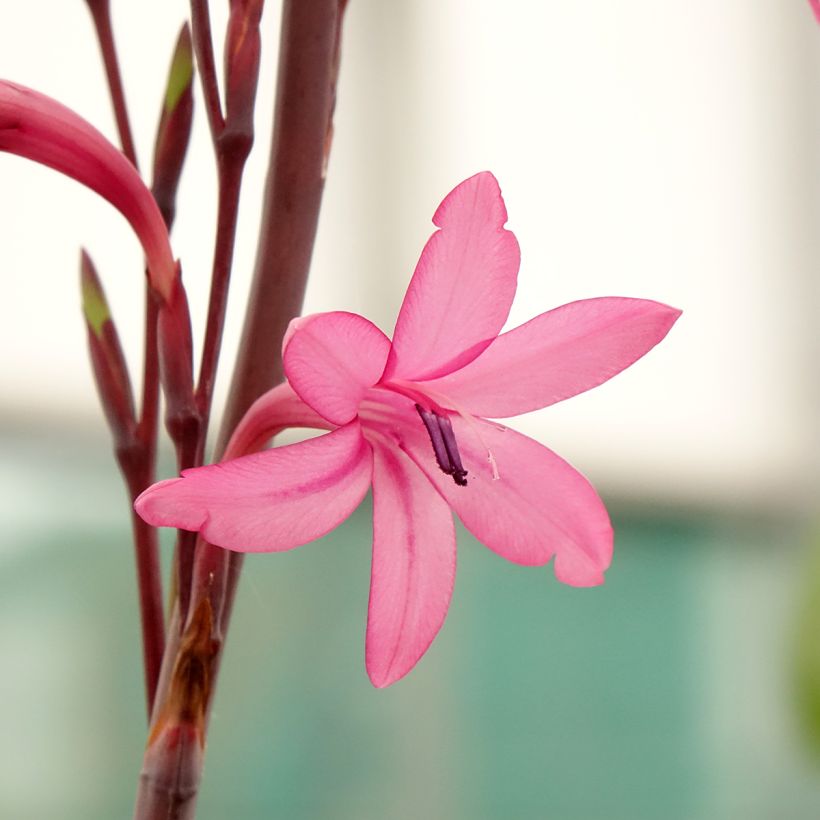 Watsonia borbonica - Watsonie de Bourbon (Flowering)