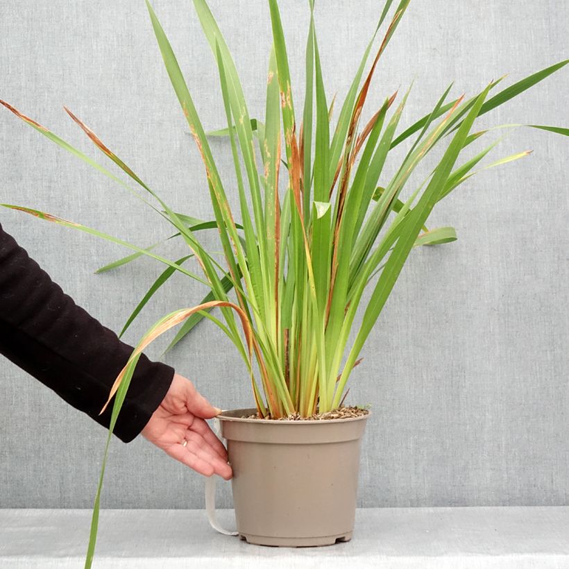 Example of Watsonia gigantea - Watsonie Pot de 4L/5L size 10+ as you get in printemps