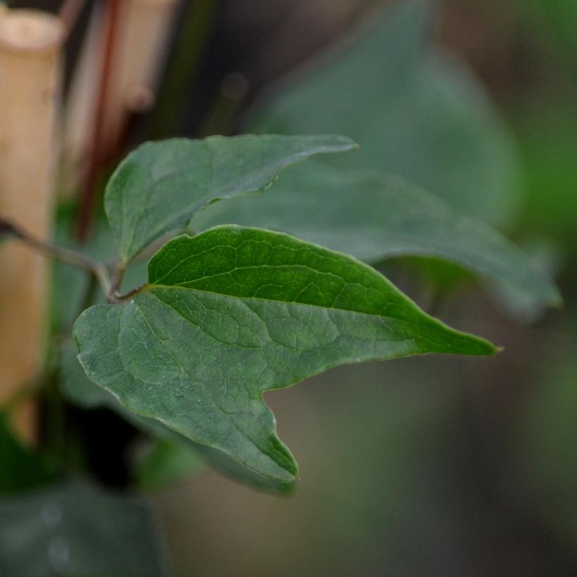 Wattakaka sinensis - Drégée de Chine (Foliage)