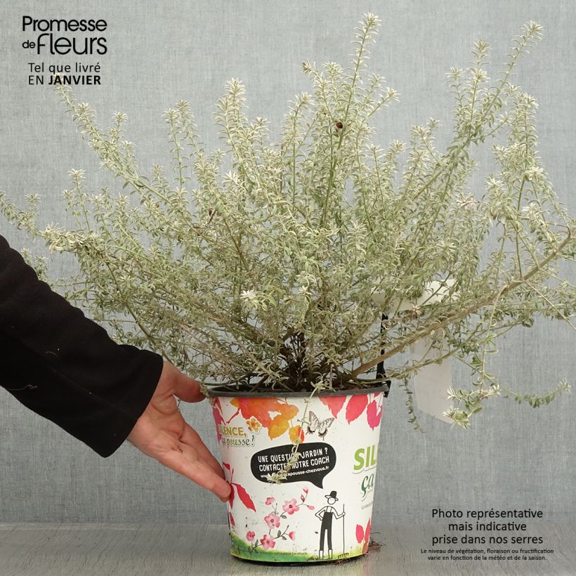 Example of Westringia fruticosa Smookie - Romarin d'Australie Pot de 3L/4L as you get in hiver