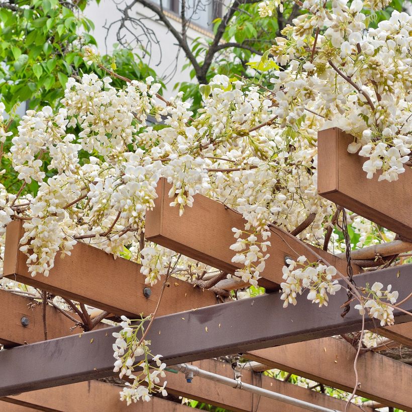Glycine - Wisteria brachybotrys White Silk (Plant habit)