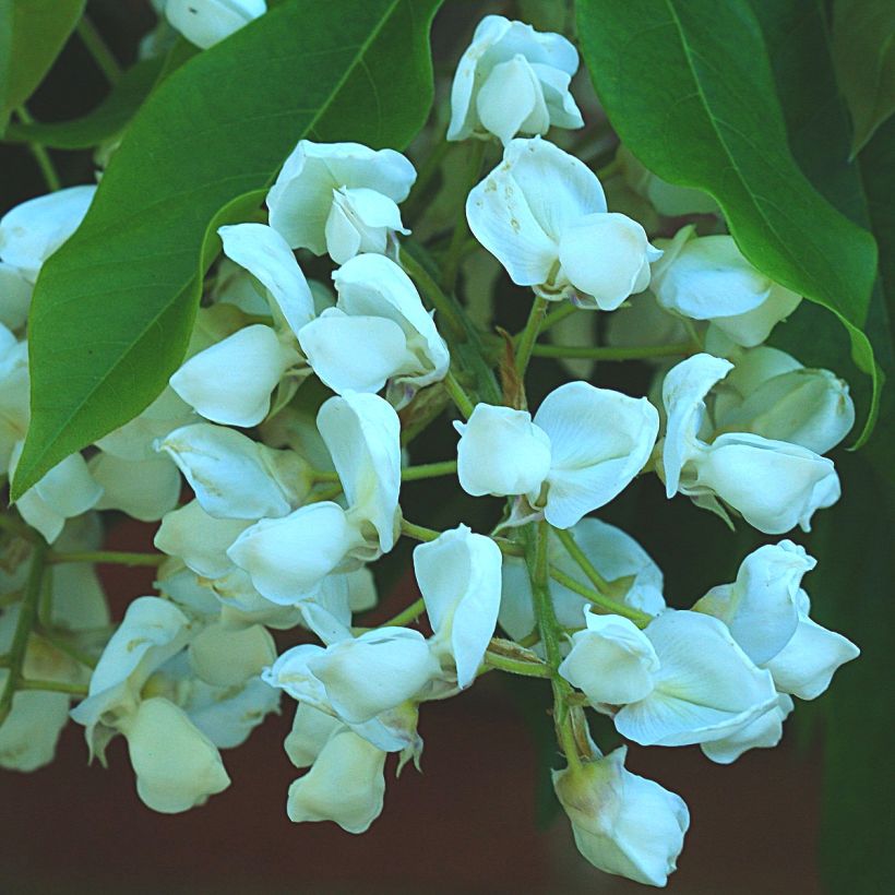 Glycine - Wisteria brachybotrys White Silk (Flowering)