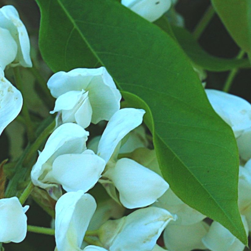 Glycine - Wisteria brachybotrys White Silk (Foliage)
