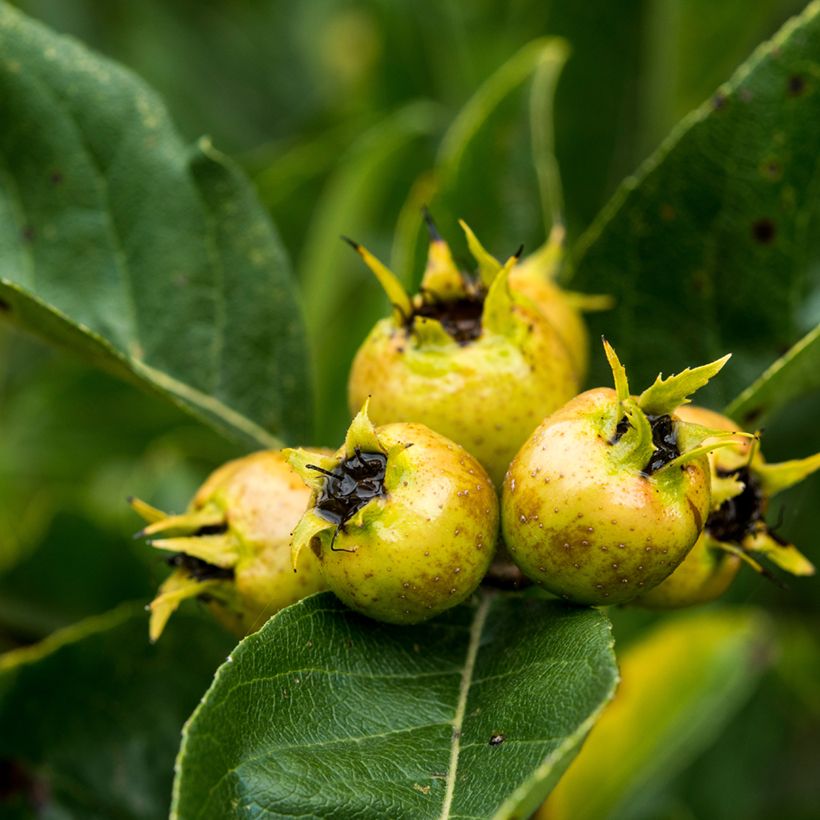 Crataemespilus grandiflora - Aubépine hybride (Harvest)