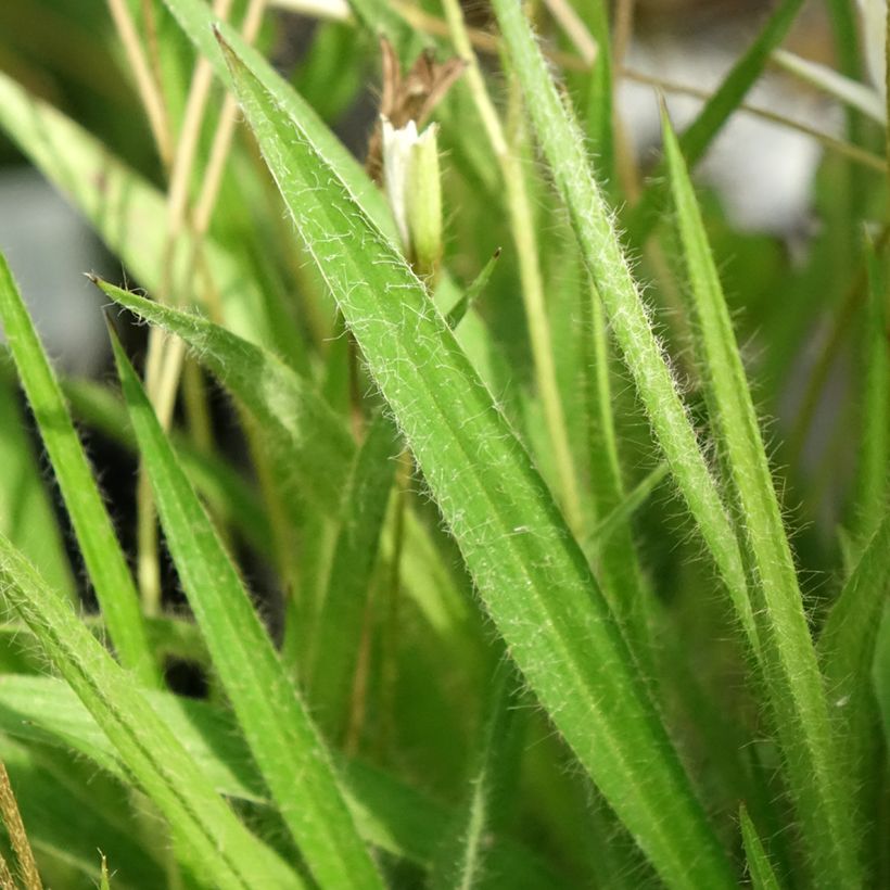 Rhodoxis Ria - Rhodohypoxis (Foliage)