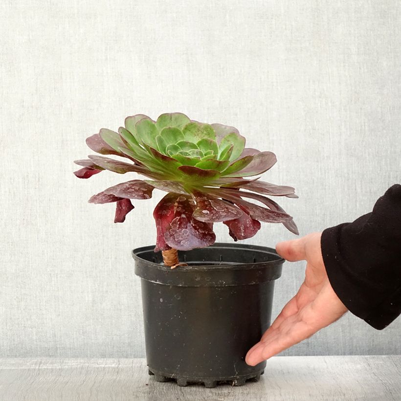Example of Semponium Destiny Pot de 2L/3L as you get in automne