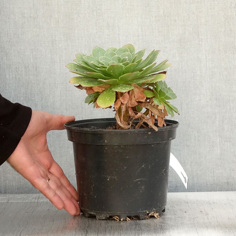 Example of Semponium Diamond Pot de 2L/3L as you get in automne