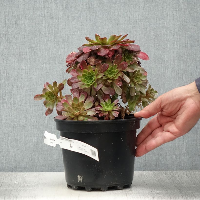 Example of Semponium Sienna Pot de 2L/3L as you get in ete