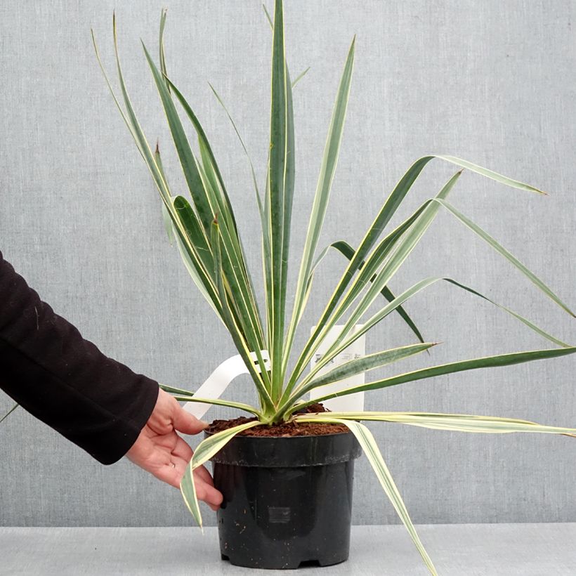 Example of Yucca filamentosa Bright Edge - Yucca filamenteux Pot de 2L/3L as you get in printemps
