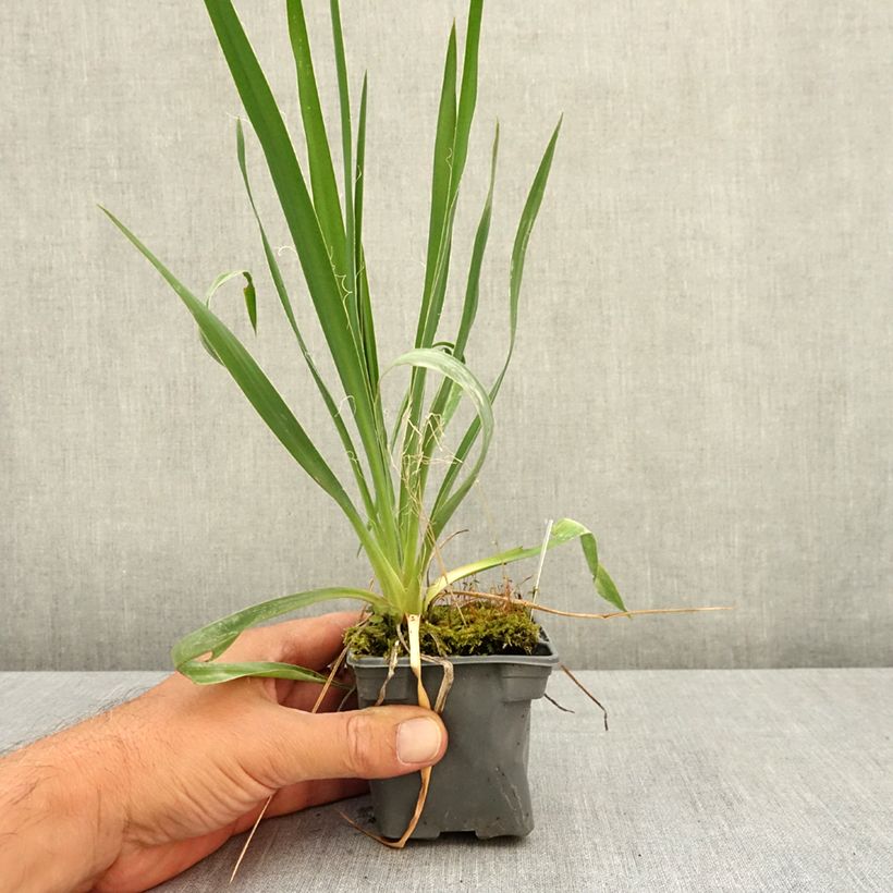 Example of Yucca filamentosa Godet de 8/9 cm as you get in ete