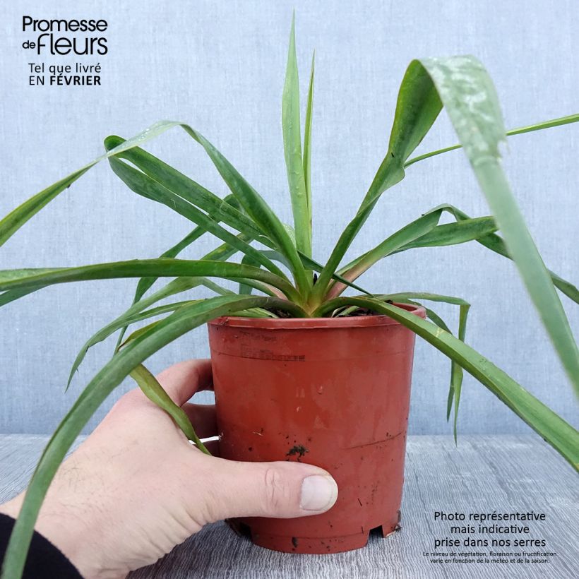 Example of Yucca filamentosa Pot de 1L/1,5L as you get in hiver