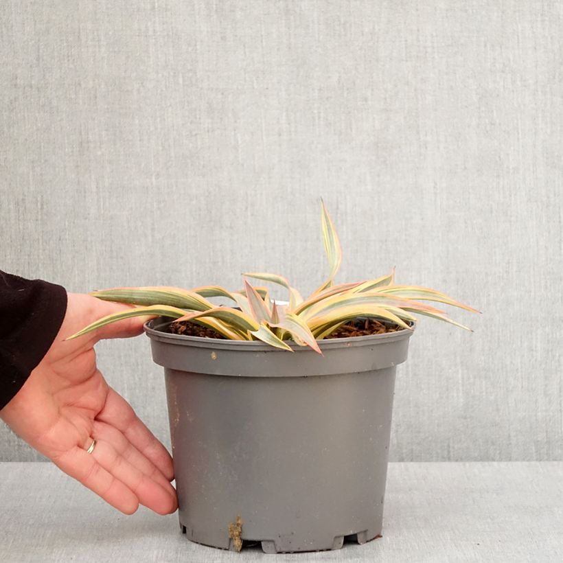Example of Yucca gloriosa Citrus twist® - Dague espagnole Pot de 2L/3L as you get in hiver