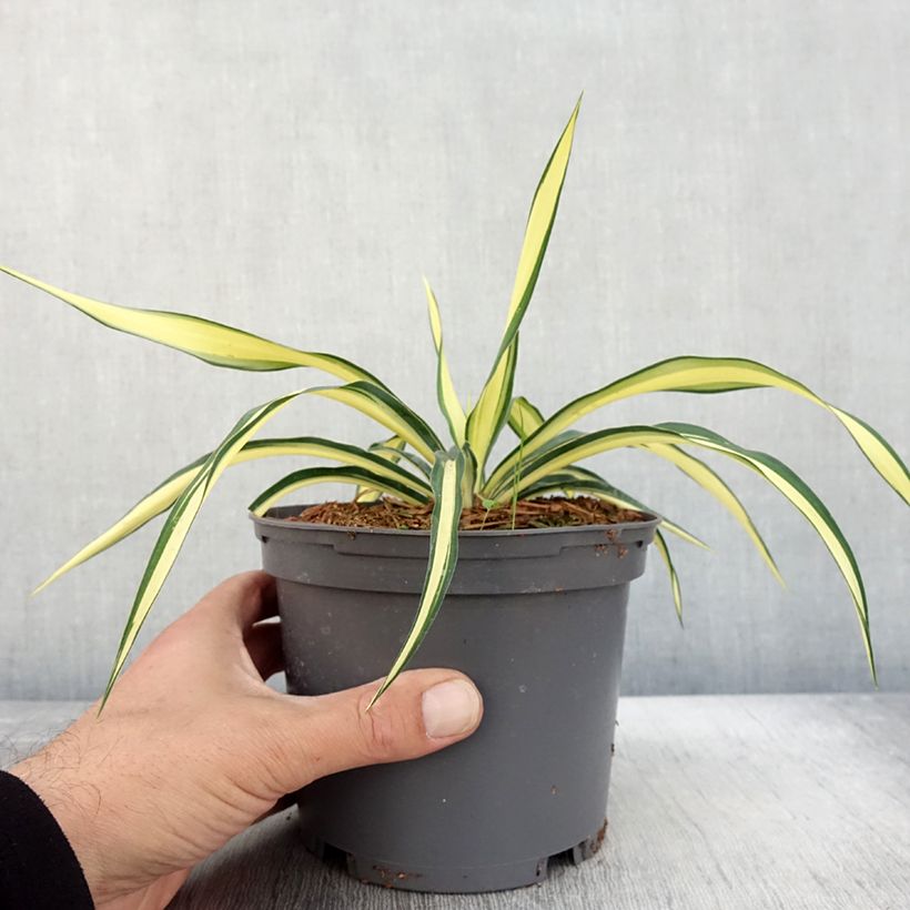 Example of Yucca gloriosa Variegata - Dague espagnole Pot de 2L/3L as you get in automne