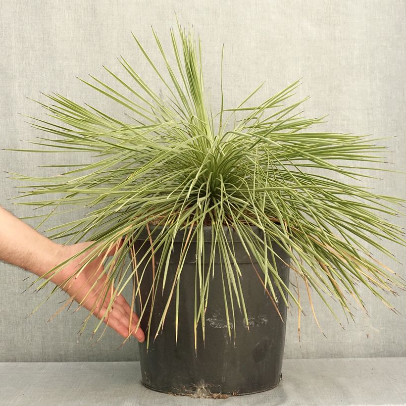 Example of Yucca linearifolia - Yucca à feuilles linéaires Pot de 18L/20L as you get in ete