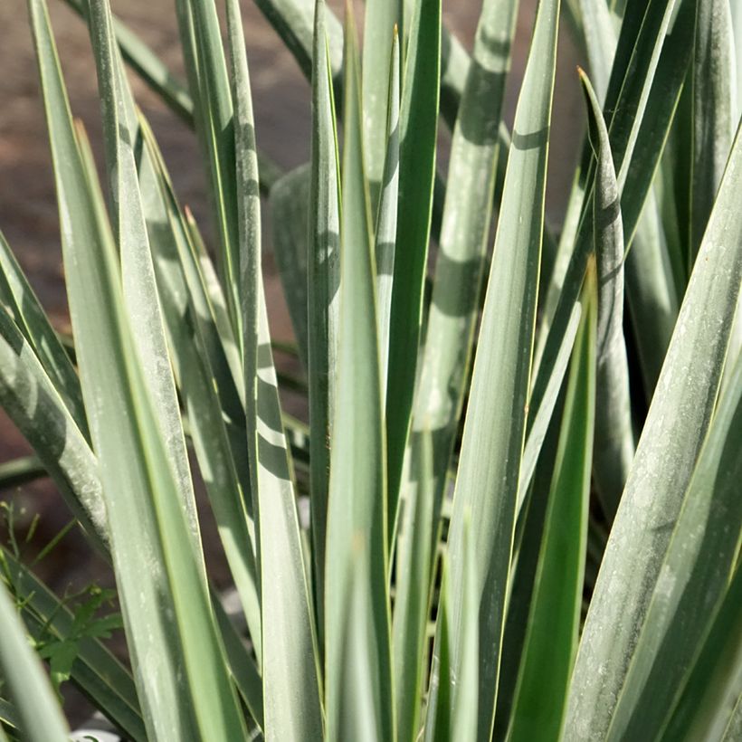 Yucca rigida Blue Sentry - Yucca sentinelle bleue (Foliage)