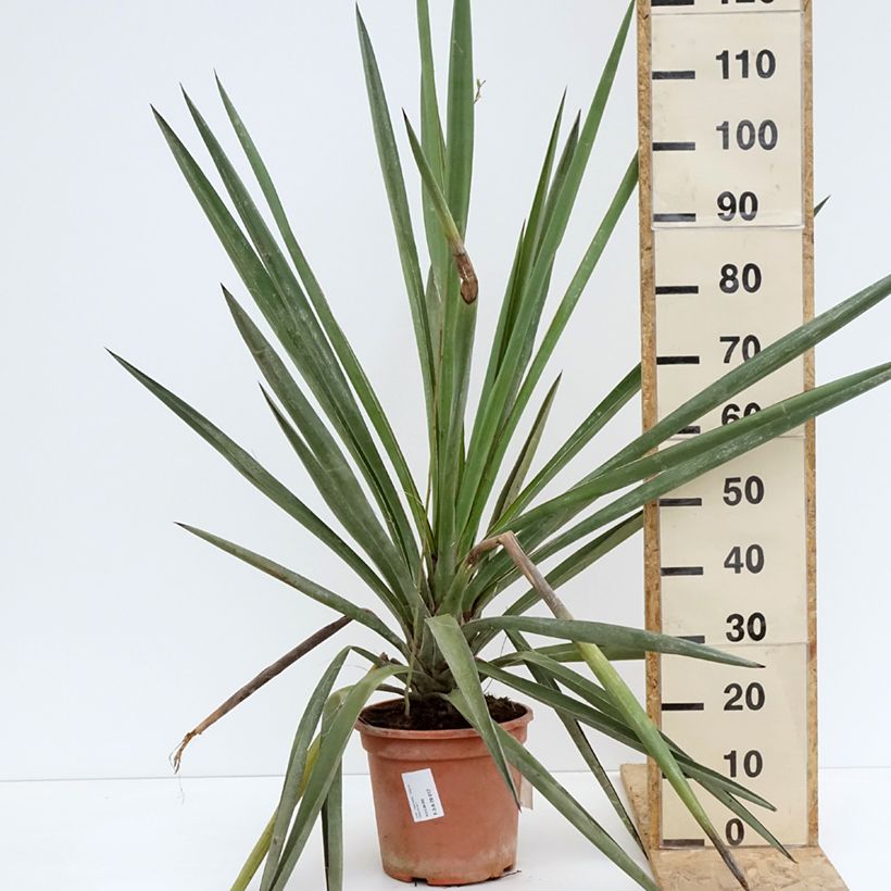 Example of Yucca torreyi - Yucca de Torrey Pot de 7,5L/10L as you get in printemps