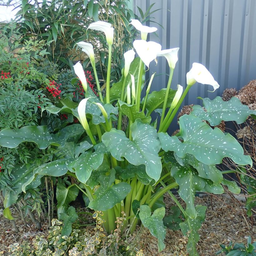 Zantedeschia aethiopica Himalaya - Arum d'Ethiopie géant (Plant habit)