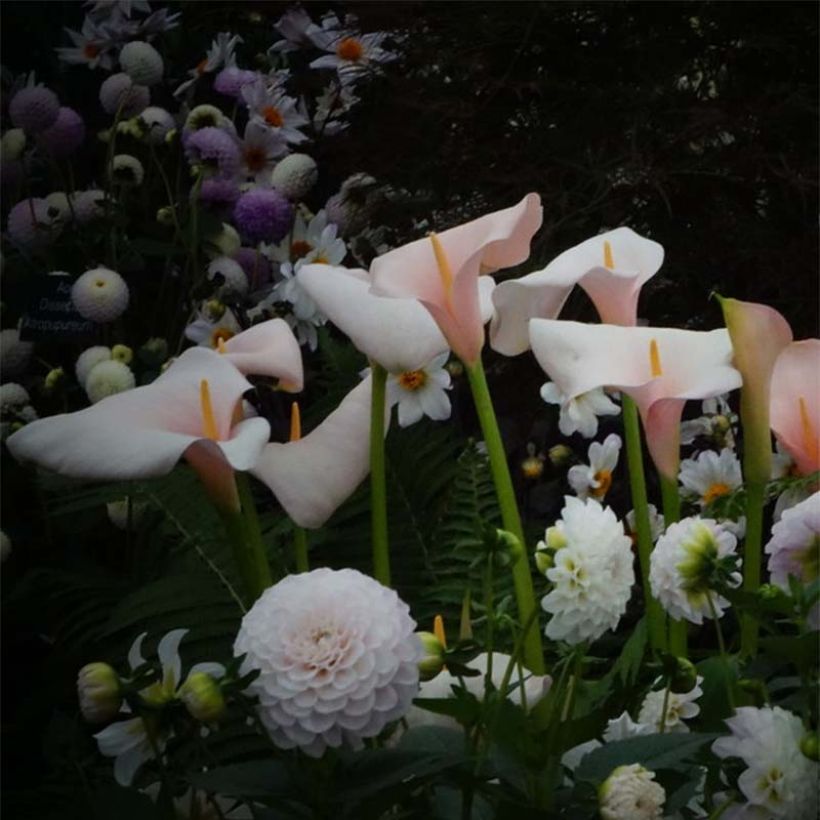 Zantedeschia aethiopica Pink Flamingo - Arum d'Ethiopie (Flowering)
