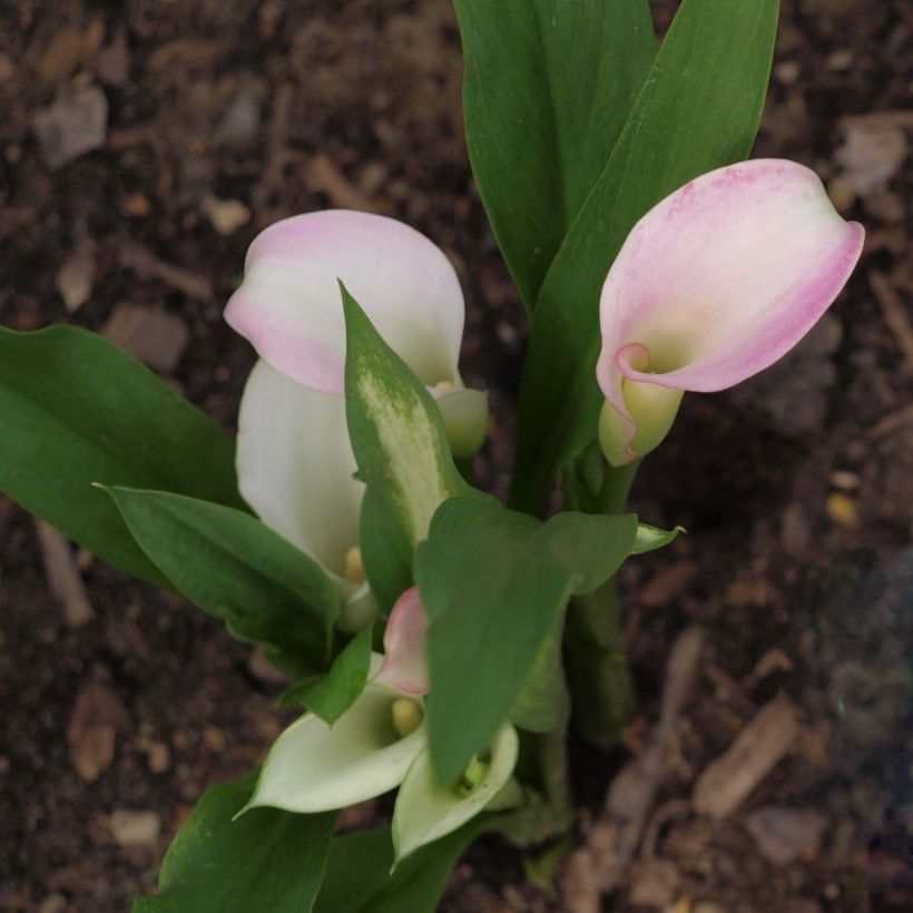 Arum ou Calla blanc rosé - Zantedeschia Crystal Blush (Plant habit)