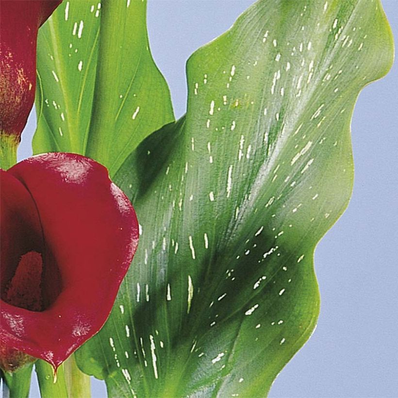 Arum ou Calla rouge framboise - Zantedeschia Red Alert (Foliage)