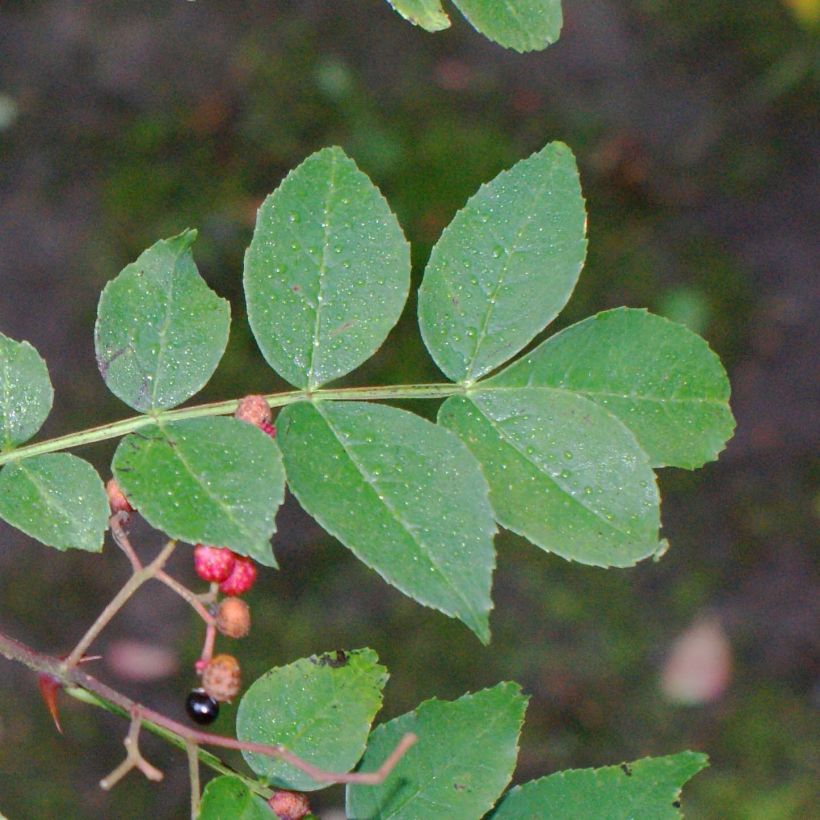 Zanthoxylum simulans - Poivrier du Sichuan (Foliage)