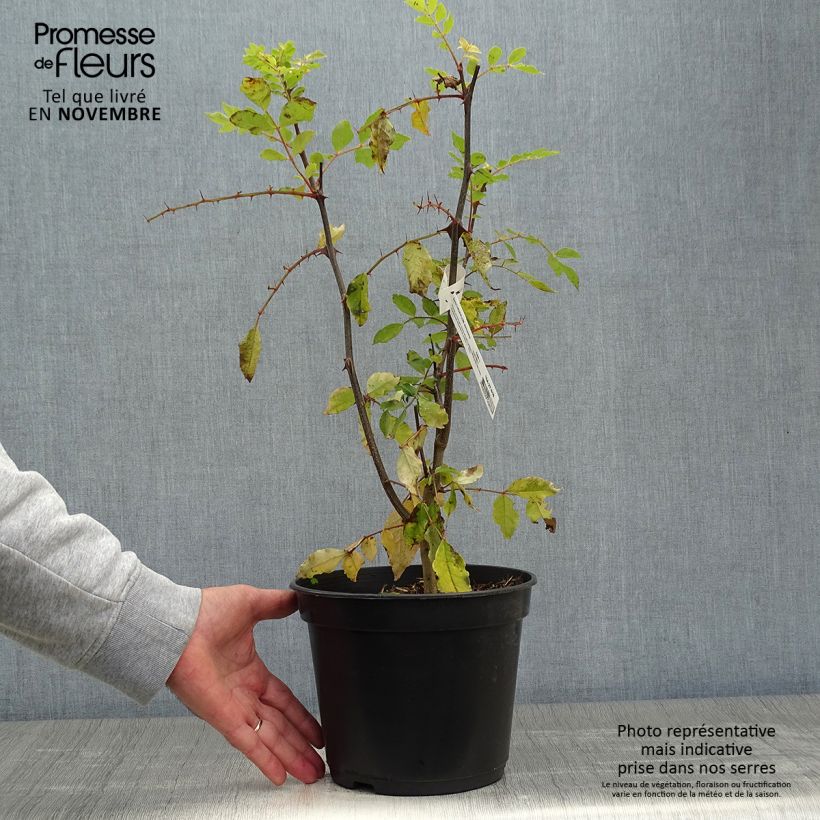 Example of Zanthoxylum simulans - Poivrier du Sichuan Pot de 2L/3L as you get in automne
