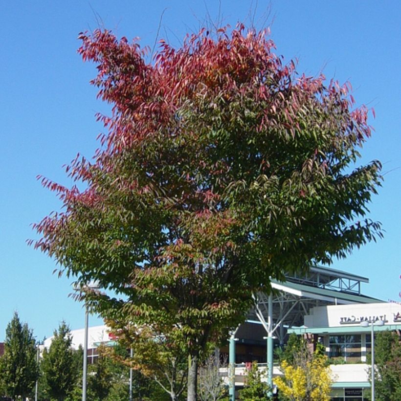 Zelkova serrata Green Vase - Orme de Sibérie (Plant habit)
