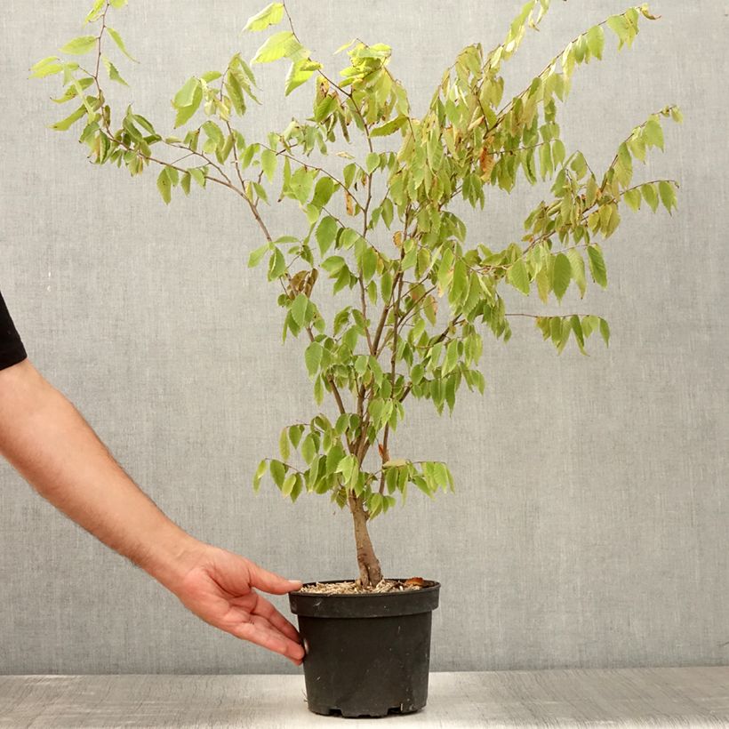 Example of Zelkova serrata - Orme de Sibérie Pot de 3L/4L as you get in ete