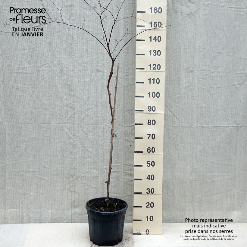 Example of Zelkova serrata Variegata - Zelkova du Japon panaché Pot de 7,5L/10L as you get in hiver