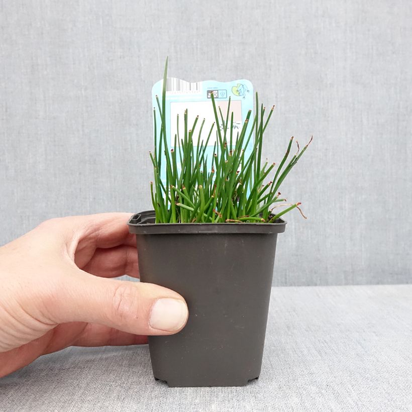 Example of Zephyranthes candida - Lis zéphyr Godet de 8/9 cm size I as you get in printemps