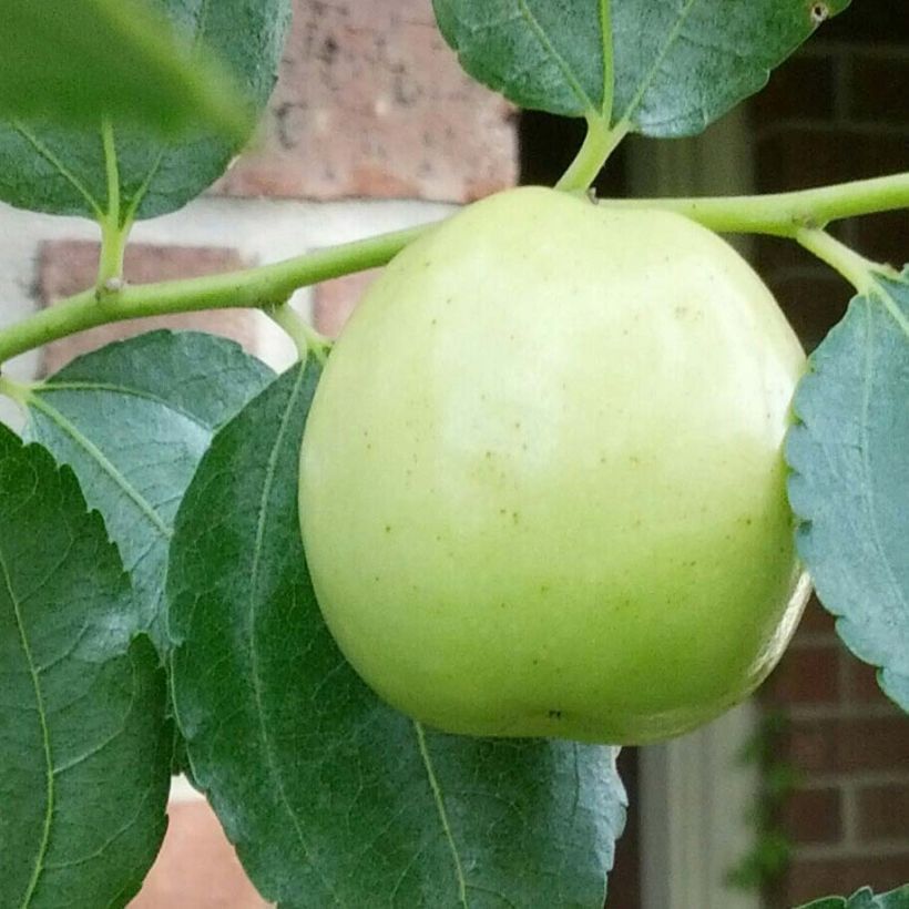 Ziziphus jujuba Li - Jujubier à gros fruits (Harvest)