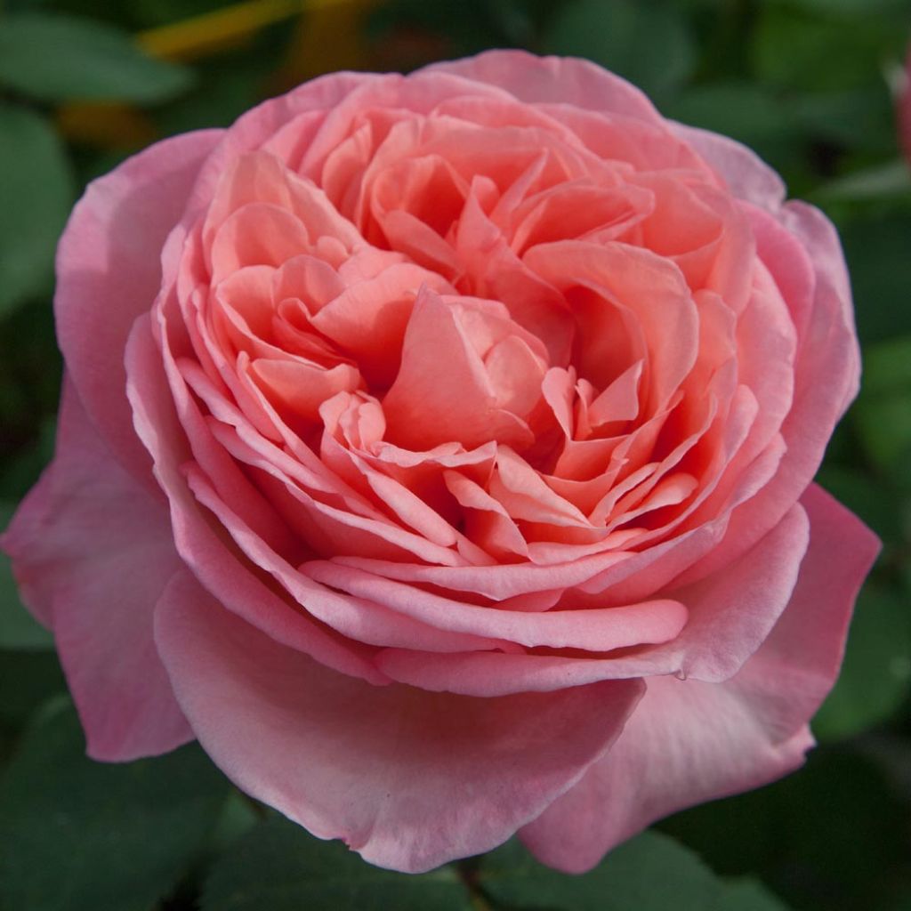 Rosier à grandes fleurs Mademoiselle Meilland