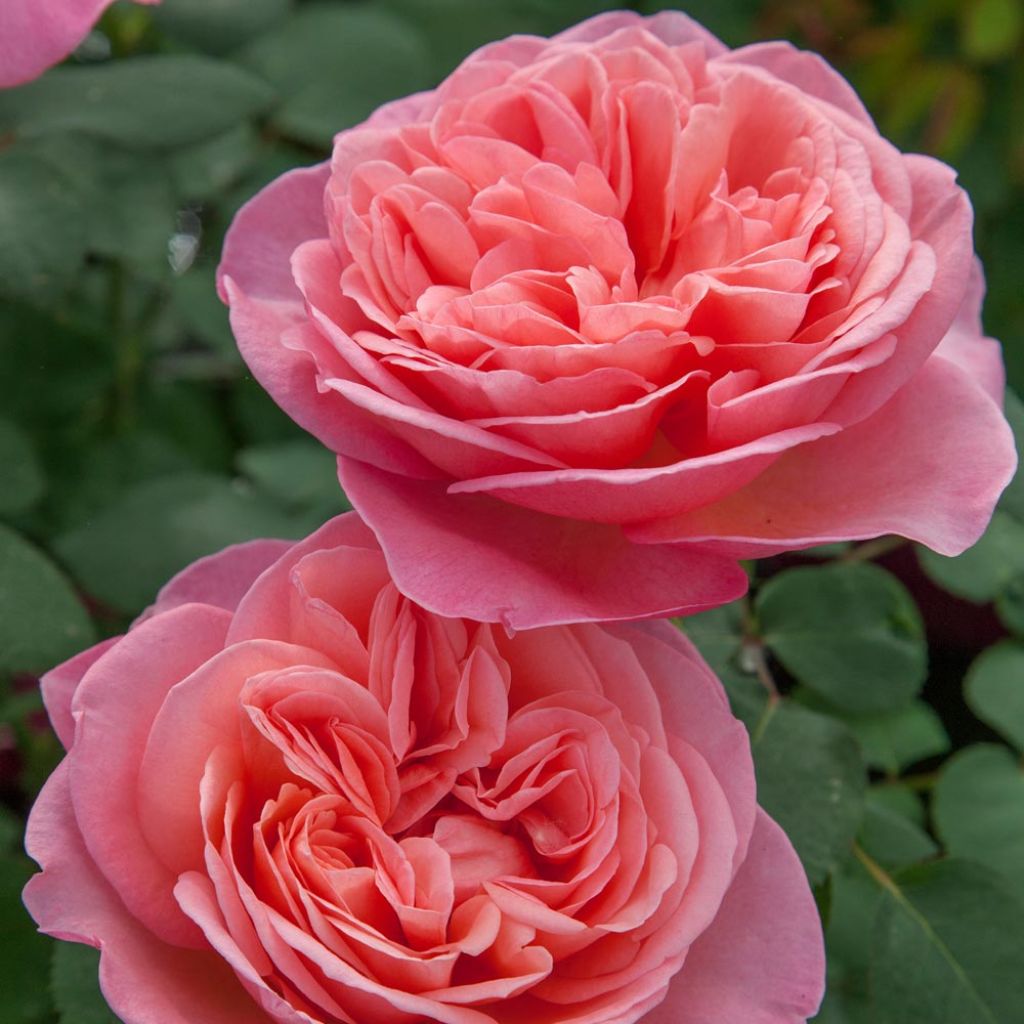 Rosier à grandes fleurs Mademoiselle Meilland