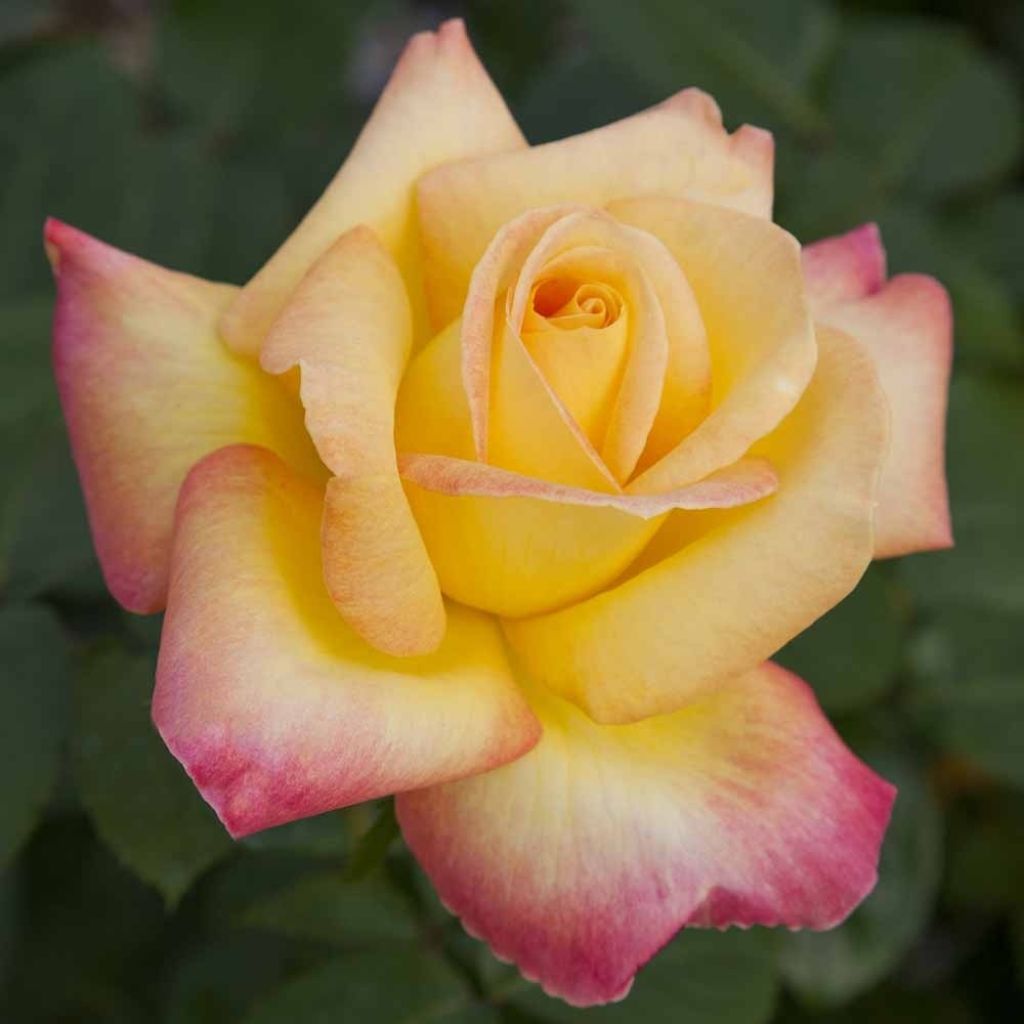 Rosier grimpant Oriental Peace