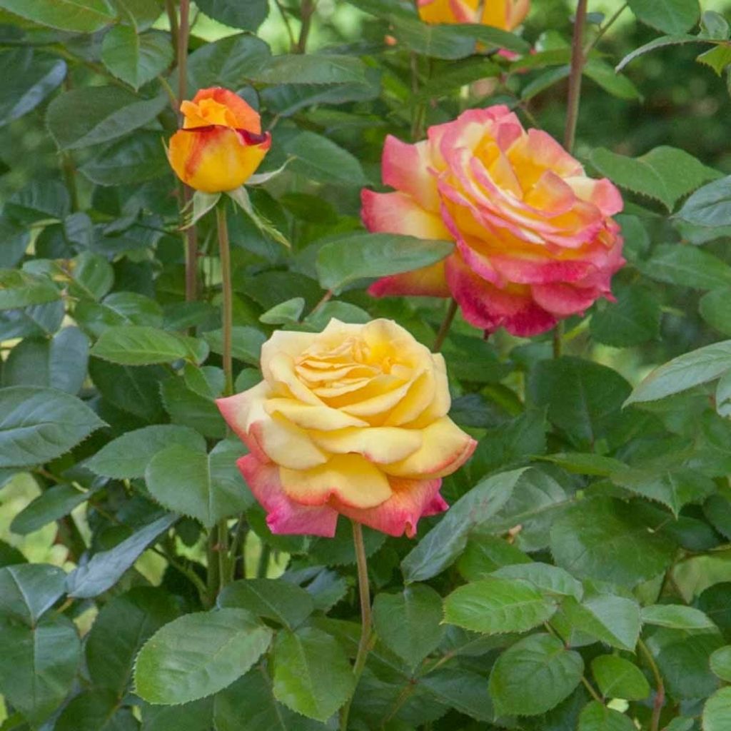 Rosier grimpant Oriental Peace