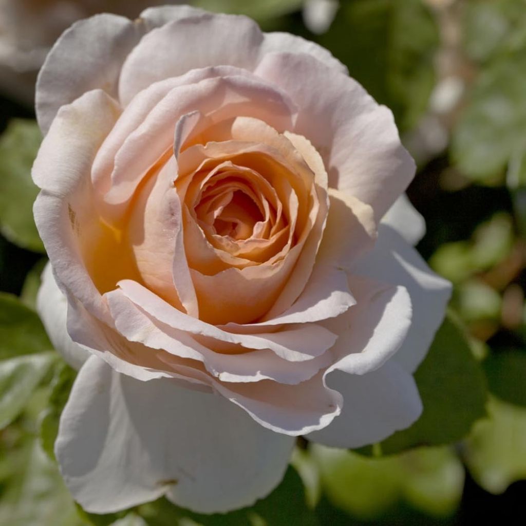 Rosier grimpant André Le Nôtre
