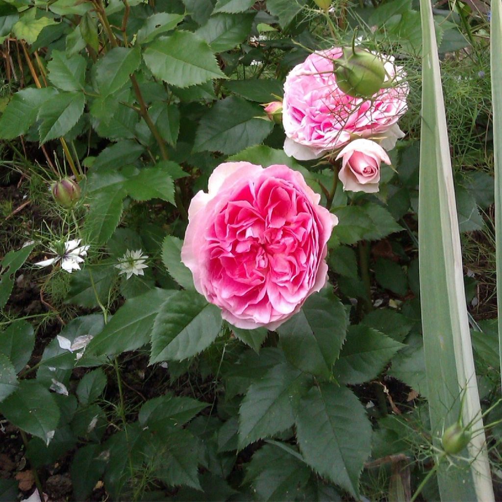 Rosier à fleurs groupées Sophia Romantica 