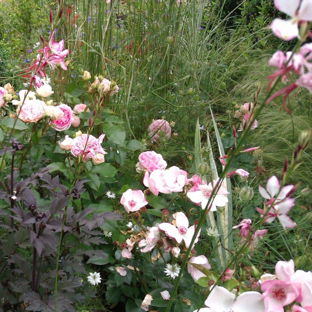 Rosier à fleurs groupées Sophia Romantica 