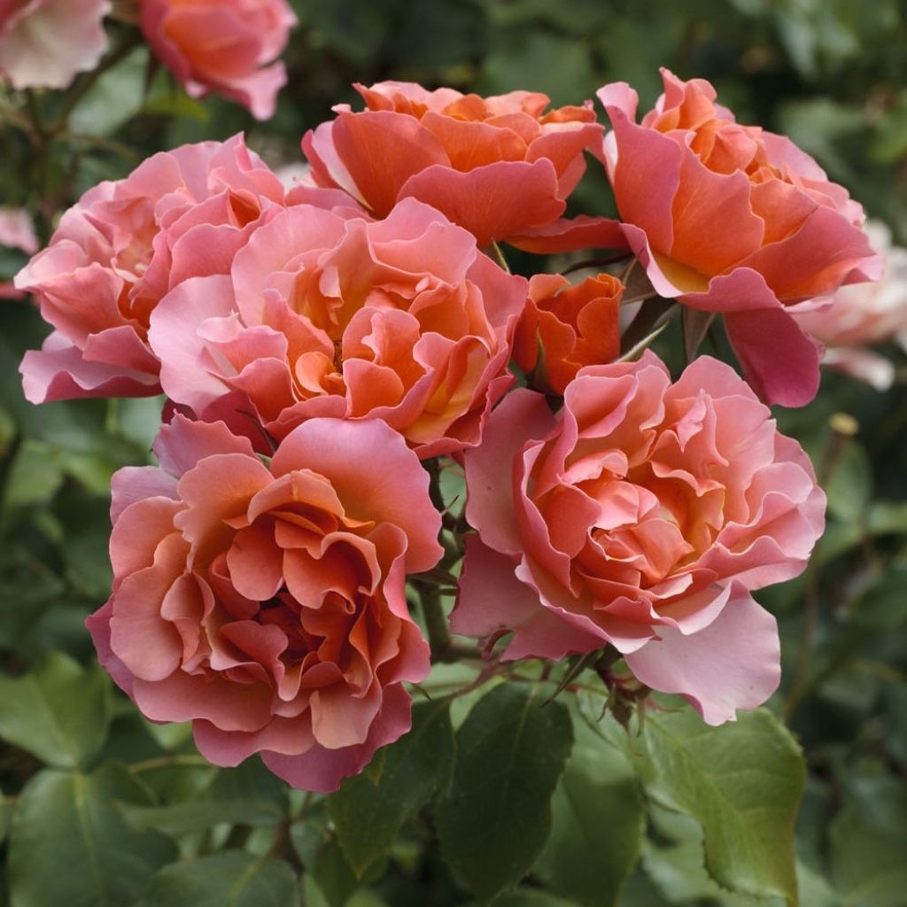 Rosier à fleurs groupées Jean Cocteau