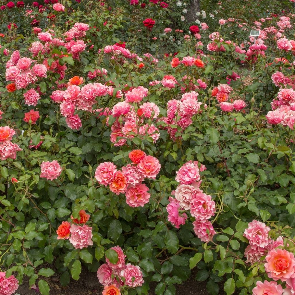 Rosier à fleurs groupées Jean Cocteau