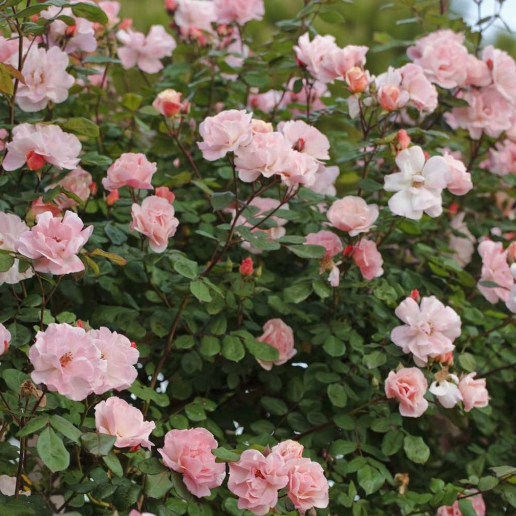 Rosier grimpant Clair Matin