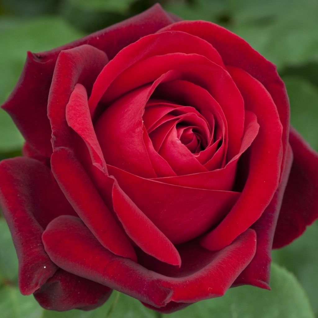 Rosier grimpant Edith Piaf