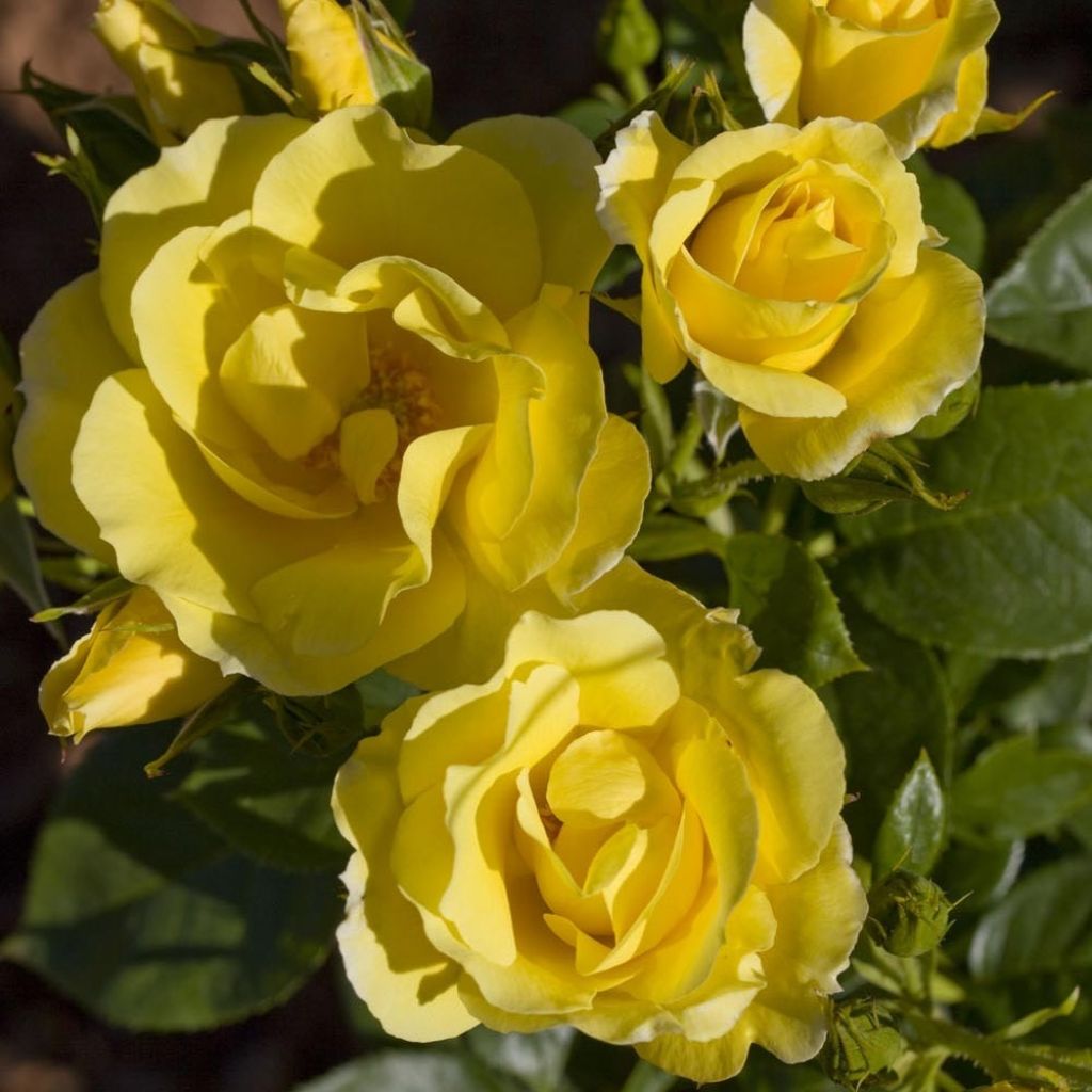 Rosier grimpant Happiness