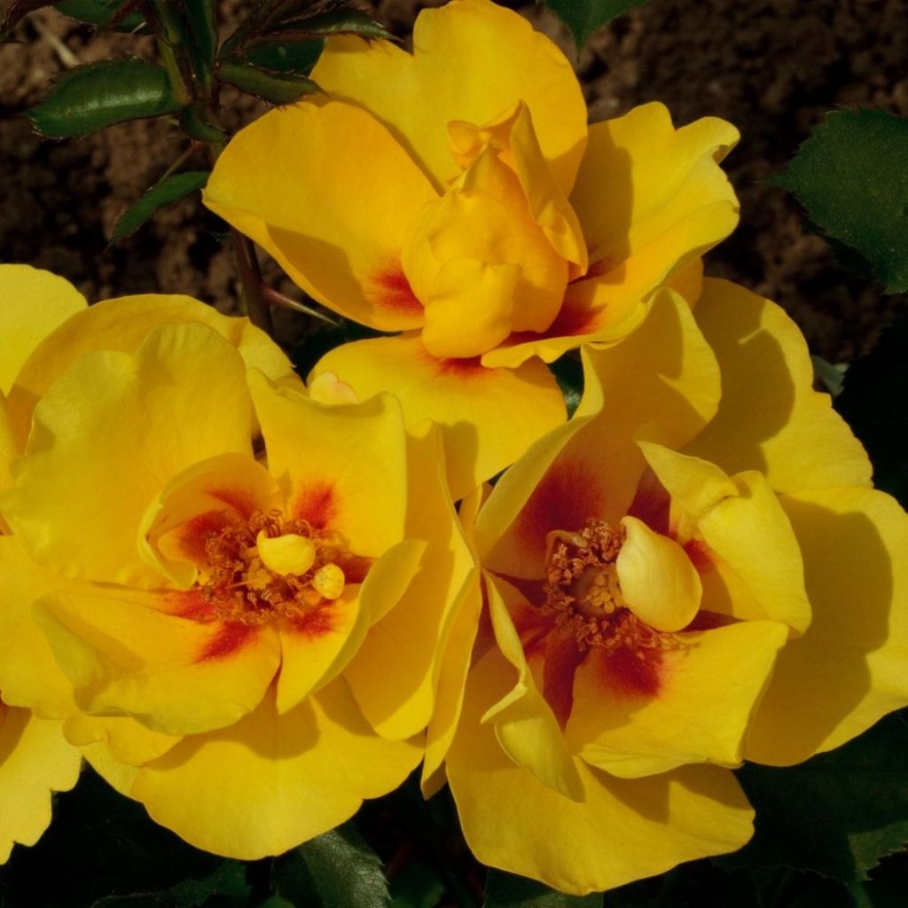 Rosier grimpant Eyeconic