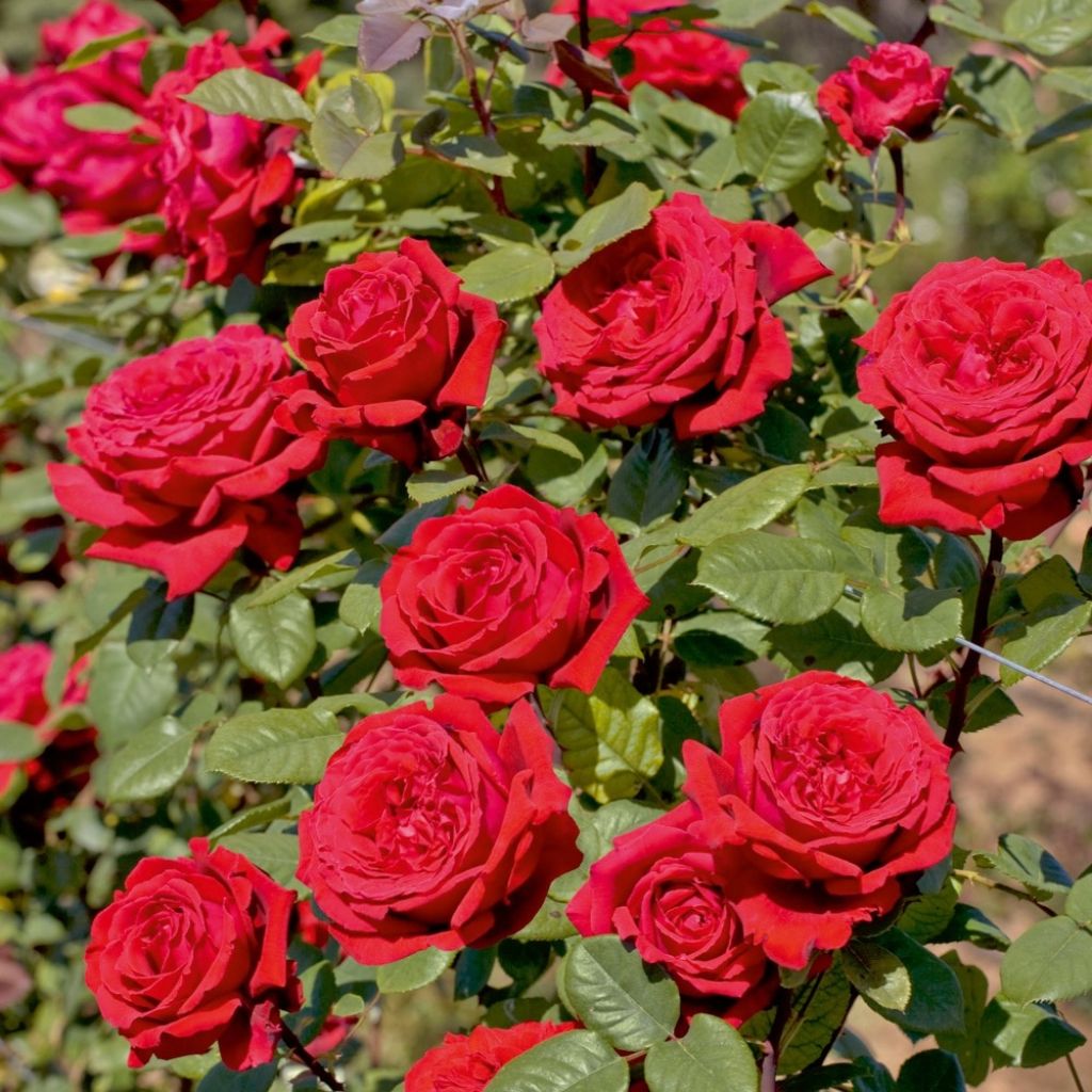 Rosier grimpant Botero
