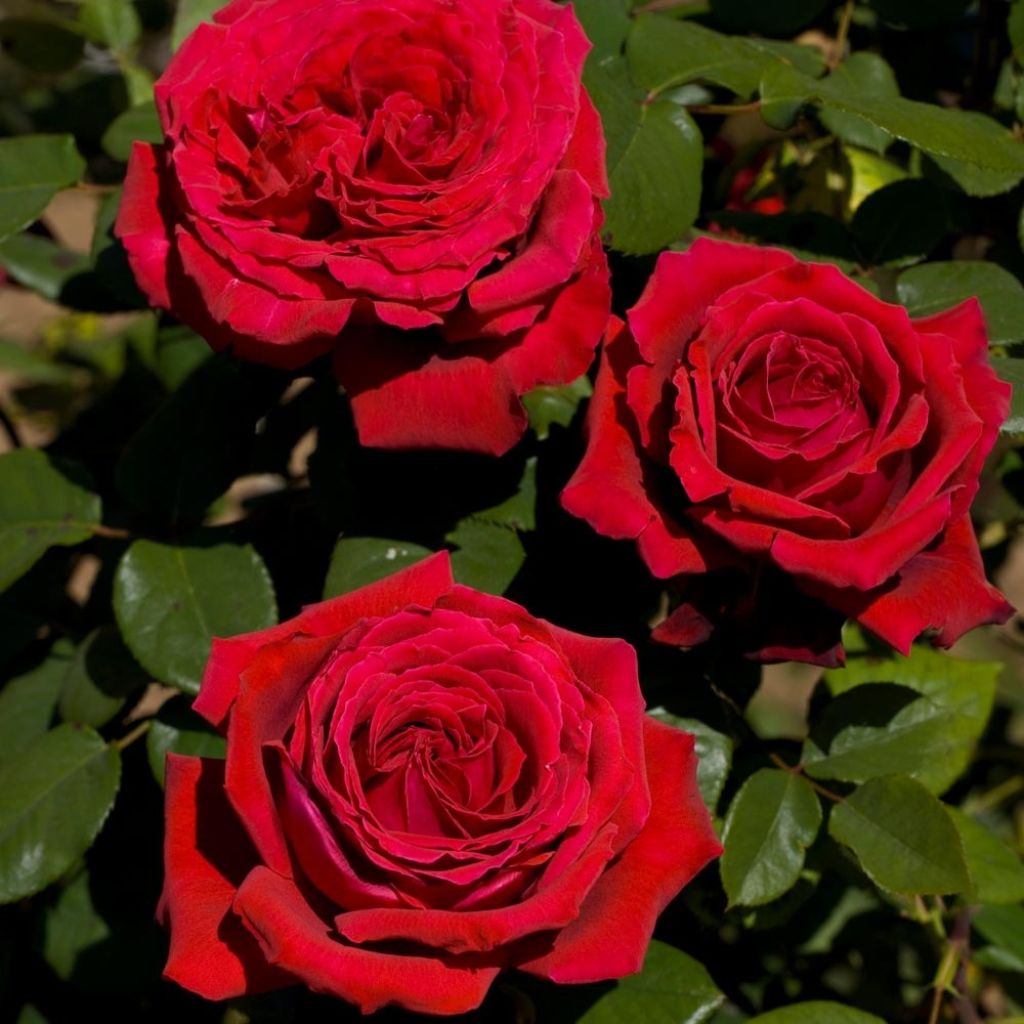 Rosier grimpant Botero