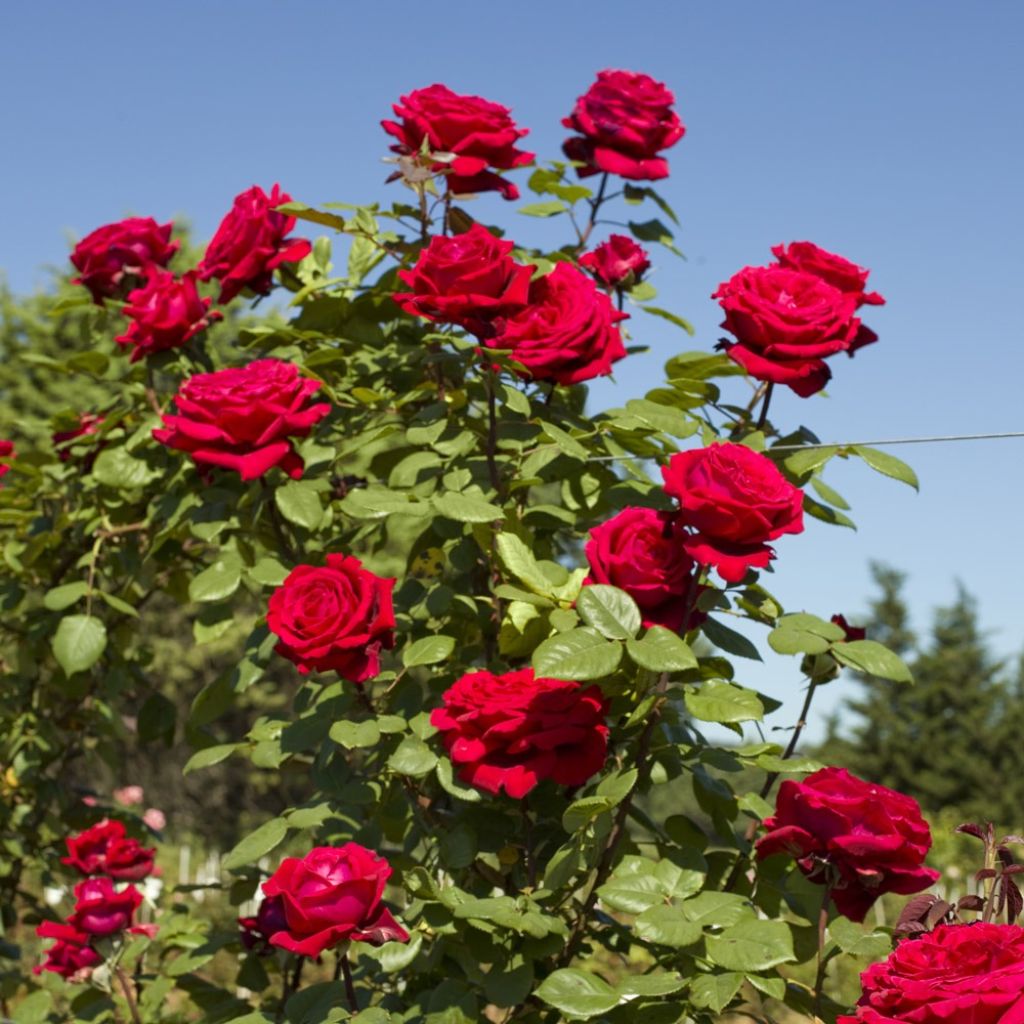 Rosier grimpant Botero